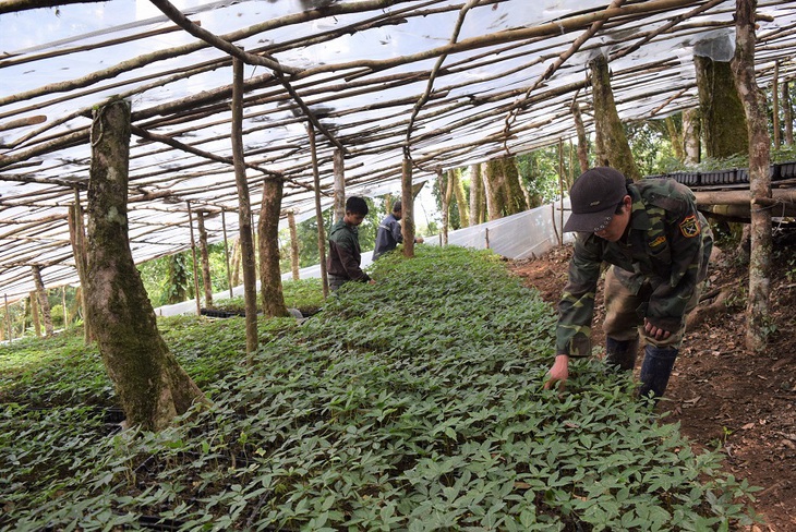 Kon Tum đẩy mạnh đầu tư, phát triển, chế biến dược liệu - Ảnh 1.