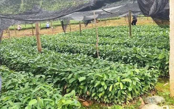 Nam Trà My – Quảng Nam: Trồng cây dược liệu bản địa để người dân thoát nghèo