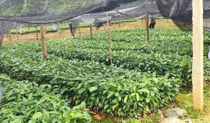 Vườn giống quế bản địa ở Nam Trà My luôn duy trì số lượng để cấp phát, ảnh Phương thuận