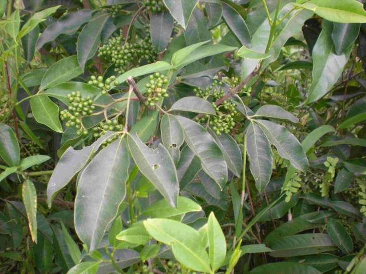 Món ăn, vị thuốc cải thiện tình trạng tắc sữa, mất sữa - Ảnh 2.