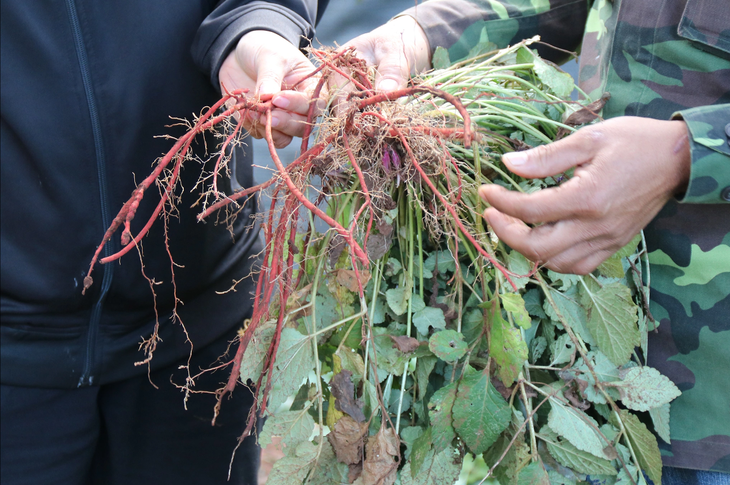 Mang giấc mơ đan sâm về với vùng đất bazan  - Ảnh 2.