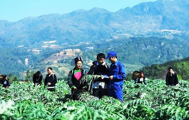 Chi tiết nội dung 'Đầu tư, hỗ trợ phát triển vùng trồng dược liệu quý' của Chương trình mục tiêu quốc gia - Ảnh 1.