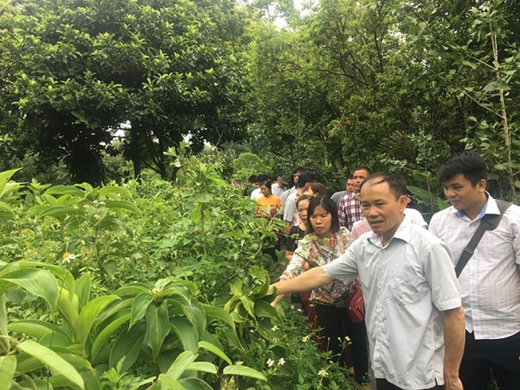 Bảo tồn, phát triển cây dược liệu phục vụ trong lĩnh vực đông y và phát triển kinh tế ở Hòa Bình - Ảnh 1.
