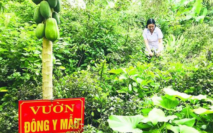 Phát triển dược liệu, thuốc cổ truyền từ dược liệu ở Thanh Hóa có nhiều mô hình hay, cách làm hiệu quả