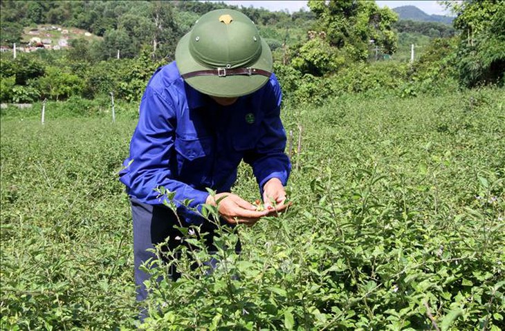 Ninh Thuận tập trung bảo tồn, phát triển nguồn gen cây dược liệu quý hiếm - Ảnh 2. Ninh Thuận tập trung bảo tồn, phát triển nguồn gen cây dược liệu quý hiếm - Ảnh 2.