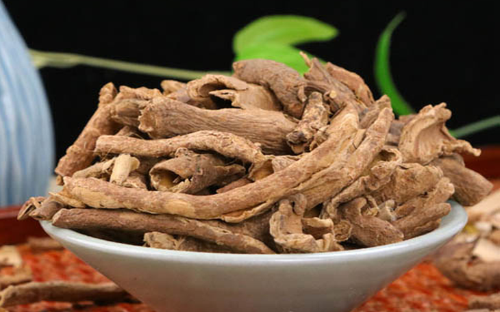 Ngũ gia bì, từ cây cảnh đến vị thuốc chữa nhiều bệnh