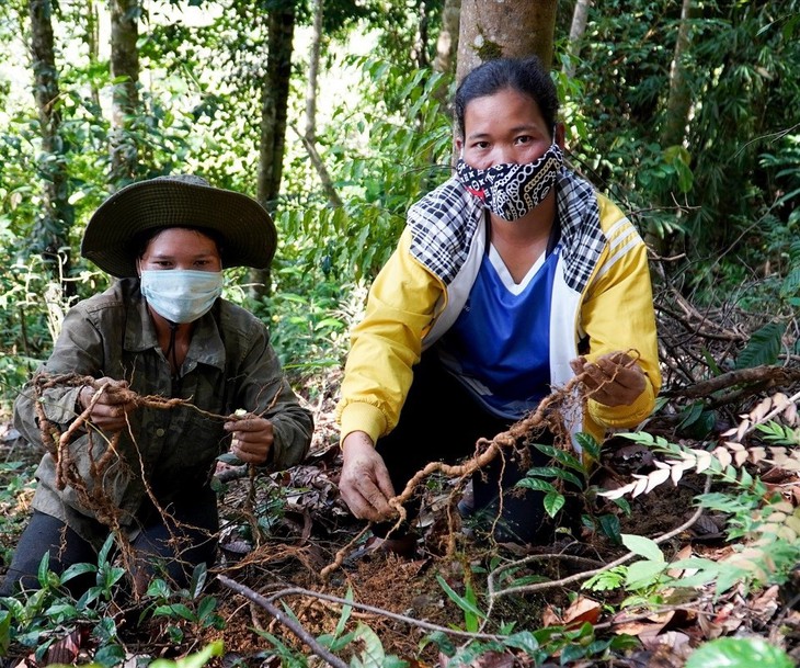 Cây dược liệu là sinh kế mới của đồng bào vùng cao - Ảnh 2.