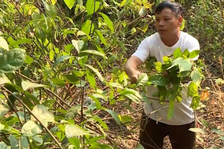 Người giữ gìn nghề thuốc nam của dân tộc Nùng - Ảnh 2.