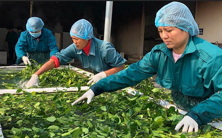 Nên tập trung nguồn lực quốc gia để phát triển cây quốc dược - Ảnh 2.