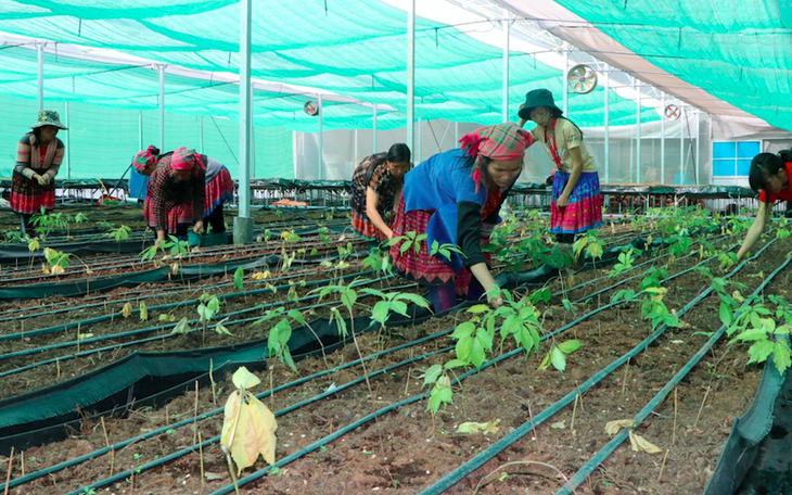 Tạo sinh kế bền vững cho người dân bằng trồng cây dược liệu
