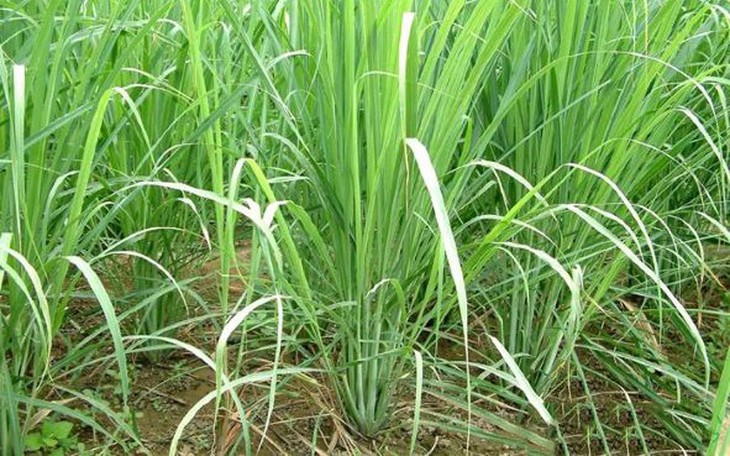 Người dân thêm thu nhập từ mô hình xen canh dược liệu ở vườn cây ăn trái