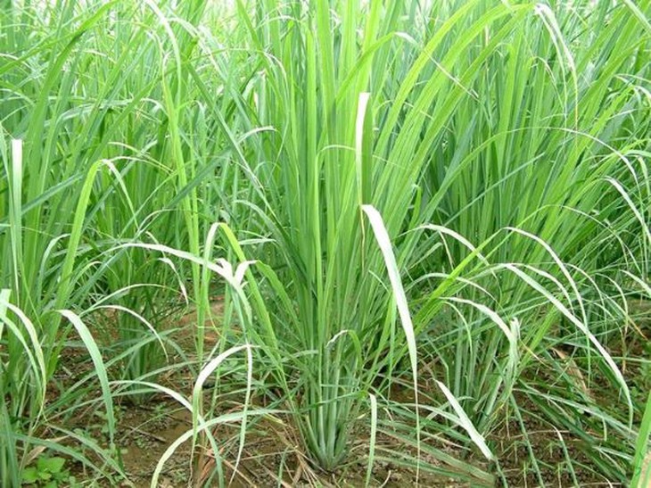 Người dân thêm thu nhập từ mô hình xen canh dược liệu ở vườn cây ăn trái - Ảnh 1.