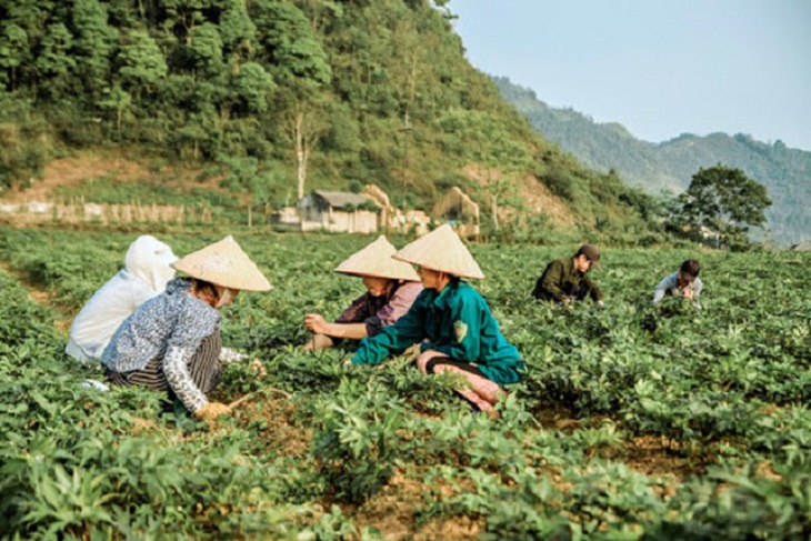 Đẩy mạnh nuôi trồng các loại cây dược liệu gắn với xây dựng các vùng sản xuất tập trung - Ảnh 1.
