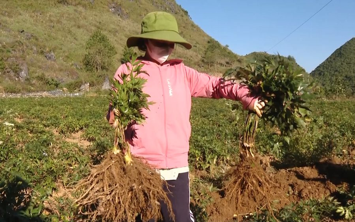 Người dân thêm no ấm nhờ dược liệu