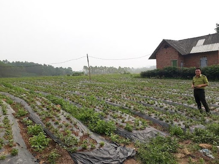 Quảng Trị - Đẩy mạnh trông cây dược liệu, giúp dân thoát nghèo - Ảnh 2.