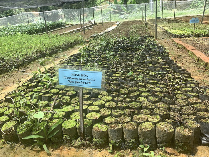 Chuyện trồng dược liệu của đồng bào người Dao trên nẻo cao Hà Giang - Ảnh 1.