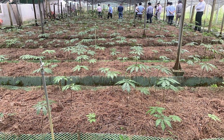 Dược liệu gắn với chế biến sâu để nâng cao giá trị
