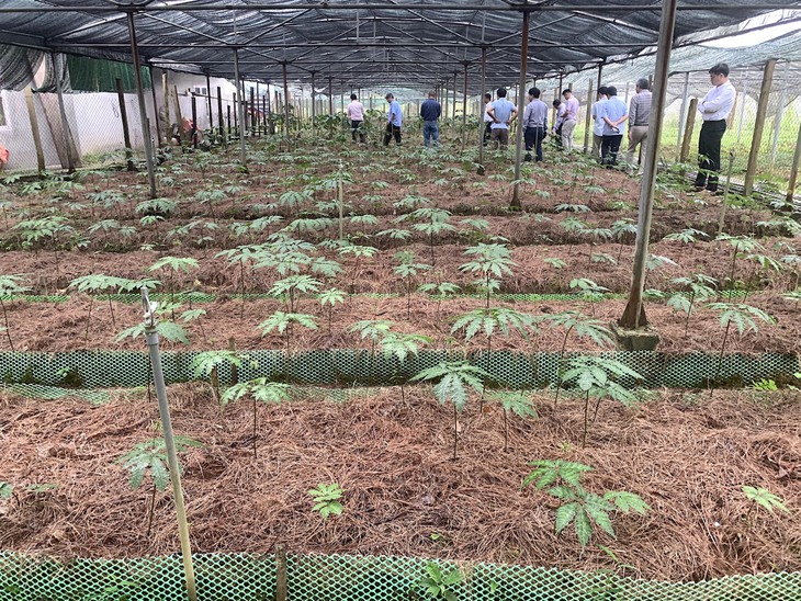 Dược liệu gắn với chế biến sâu để nâng cao giá trị - Ảnh 1.