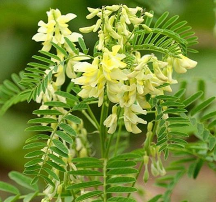 Bài thuốc chữa bệnh có hoàng kỳ - Ảnh 1.