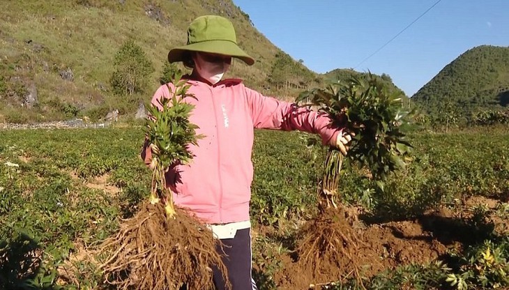 Xóa đói giảm nghèo bằng cây dược liệu - Ảnh 2.