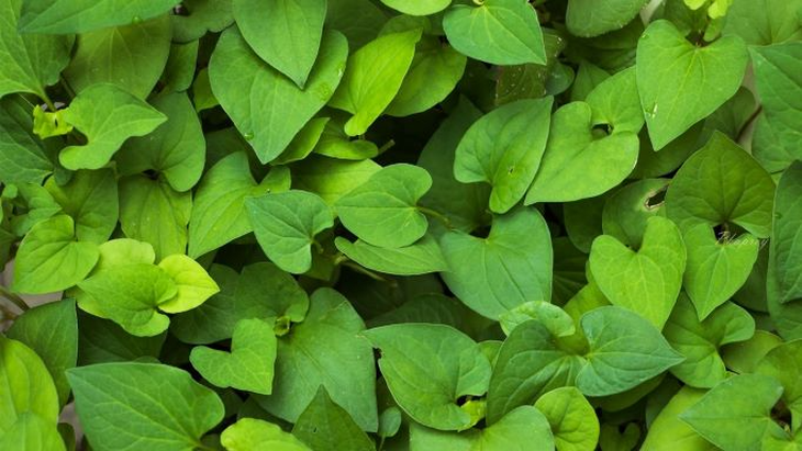 Rau dấp cá hỗ trợ chữa đau mắt đỏ - Ảnh 1. Rau dấp cá hỗ trợ chữa đau mắt đỏ - Ảnh 1.