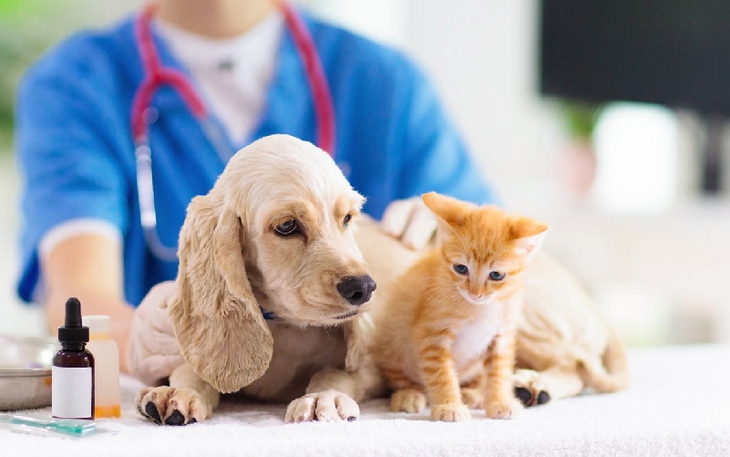 Những rủi ro về sức khỏe khi mẹ bầu nuôi “thú cưng”? - Ảnh 4. Những rủi ro về sức khỏe khi mẹ bầu nuôi “thú cưng”? - Ảnh 4.