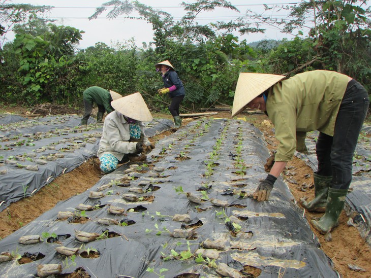 Những tín hiệu đáng mừng trong phát triển, chế biến cây dược liệu ở miền núi Nghệ An - Ảnh 4. Những tín hiệu đáng mừng trong phát triển, chế biến cây dược liệu ở miền núi Nghệ An - Ảnh 4.
