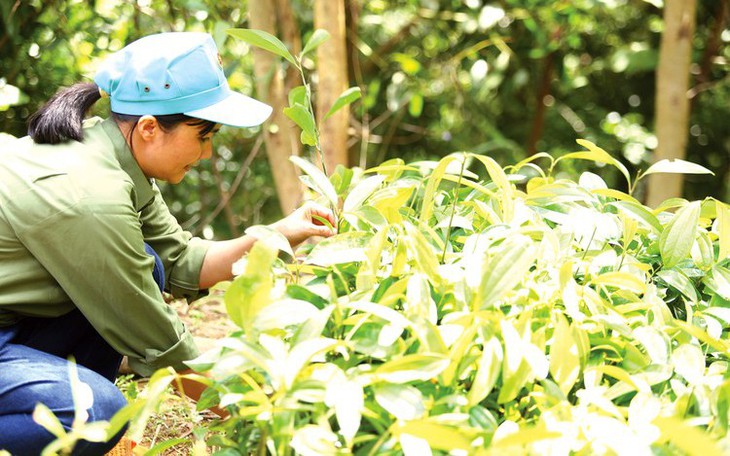 Để đưa dược liệu thành ngành kinh tế có giá trị cao