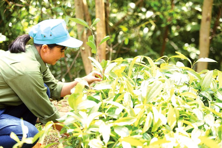 Để đưa dược liệu thành ngành kinh tế có giá trị cao - Ảnh 2.
