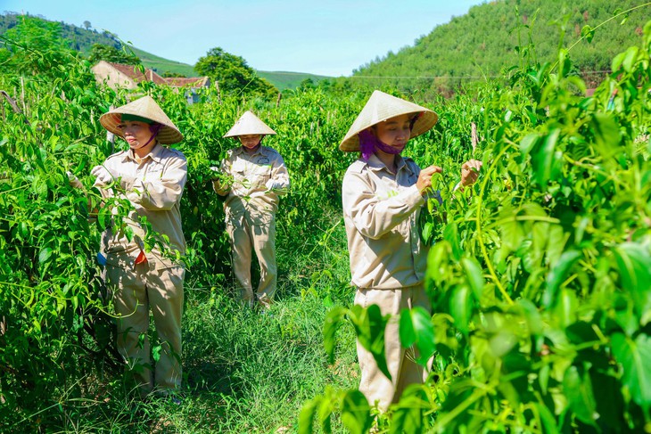 Nghệ An: Đẩy mạnh phát triển cây dược liệu, sản xuất dược liệu - Ảnh 2. Nghệ An: Đẩy mạnh phát triển cây dược liệu, sản xuất dược liệu - Ảnh 2.