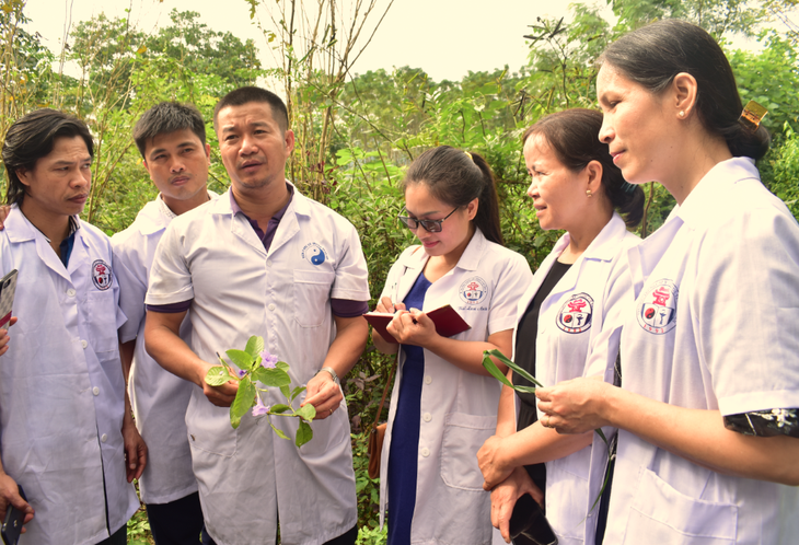 Lá khôi – cây dược liệu có giá trị y tế và kinh tế cao. - Ảnh 3.