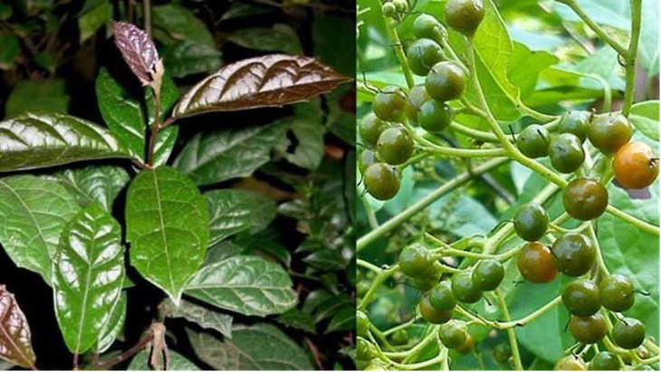 Tiềm năng phát triển cây xạ đen vùng núi phía Bắc- Ảnh 1.