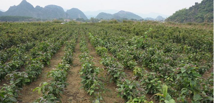 Tiềm năng phát triển cây xạ đen vùng núi phía Bắc- Ảnh 2.
