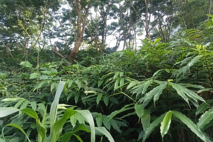 Sa nhân tím, loại dược liệu quý giúp bà con vùng cao thoát nghèo - Ảnh 1.