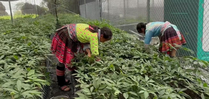 Lai Châu: Phát triển bền vững nguồn tài nguyên dược liệu - Ảnh 1.