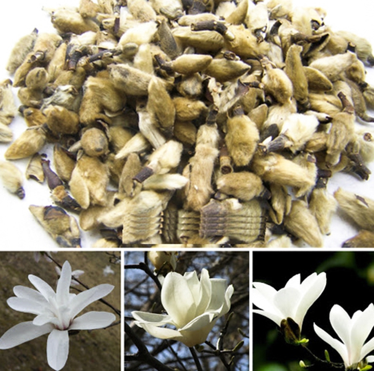 Bài thuốc kết hợp giảm các triệu chứng viêm mũi dị ứng - Ảnh 1.