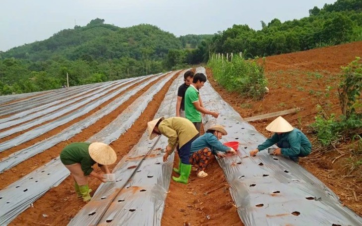 Phát triển ngành dược liệu thành ngành mũi nhọn của các tỉnh miền núi phía Bắc