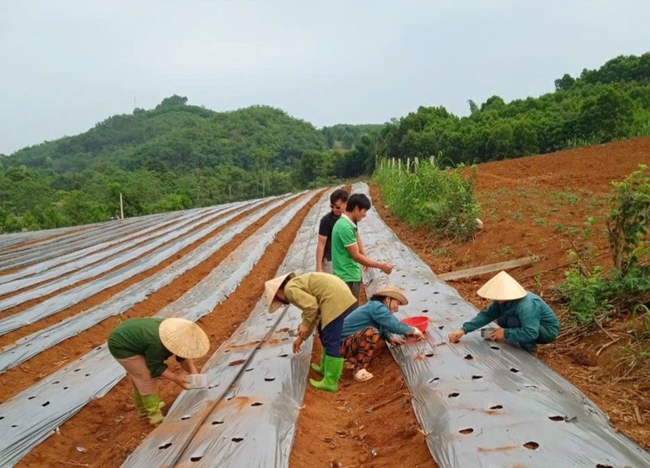 Phát triển ngành dược liệu thành ngành mũi nhọn của các tỉnh miền núi phía Bắc - Ảnh 1. Phát triển ngành dược liệu thành ngành mũi nhọn của các tỉnh miền núi phía Bắc - Ảnh 1.