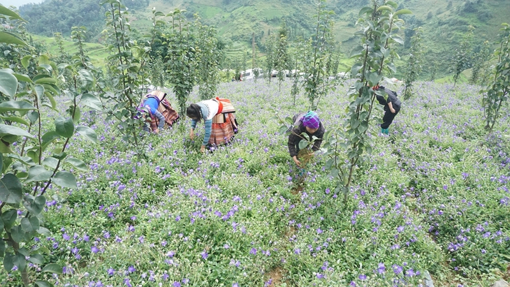 Lào Cai: Có nhiều tiềm năng, lợi thế phát triển sản xuất cây dược liệu giúp xóa đói, giảm nghèo - Ảnh 1.