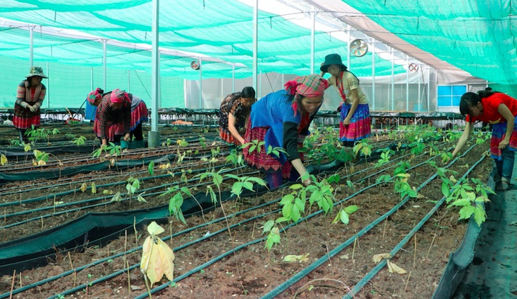 Cách nào để thu hút doanh nghiệp lớn đầu tư vào trồng, chế biến dược liệu? - Ảnh 1. Cách nào để thu hút doanh nghiệp lớn đầu tư vào trồng, chế biến dược liệu? - Ảnh 1.