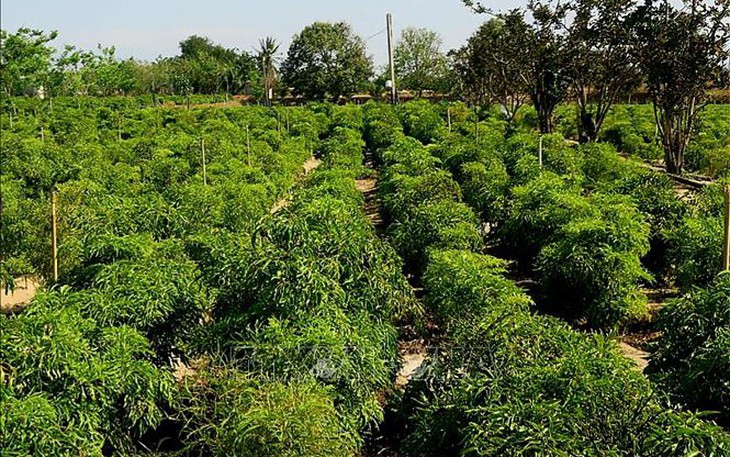 Tích cực vận động đồng bào DTTS vùng dự án liên kết với doanh nghiệp nuôi trồng dược liệu