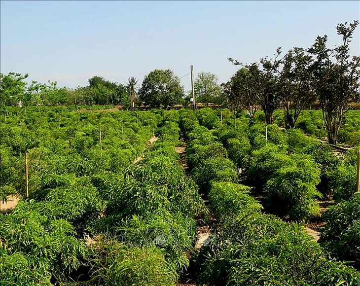 Tích cực vận động đồng bào DTTS vùng dự án liên kết với doanh nghiệp nuôi trồng dược liệu - Ảnh 1.