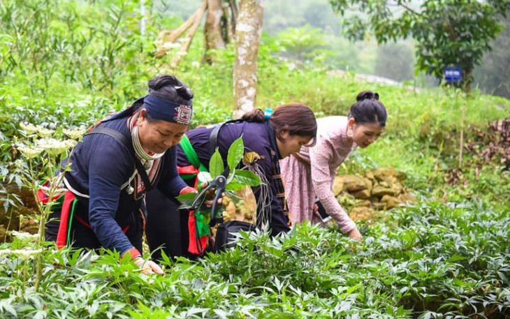 Hỗ trợ tới 1 tỷ đồng/dự án phát triển vùng trồng dược liệu quý ở miền núi