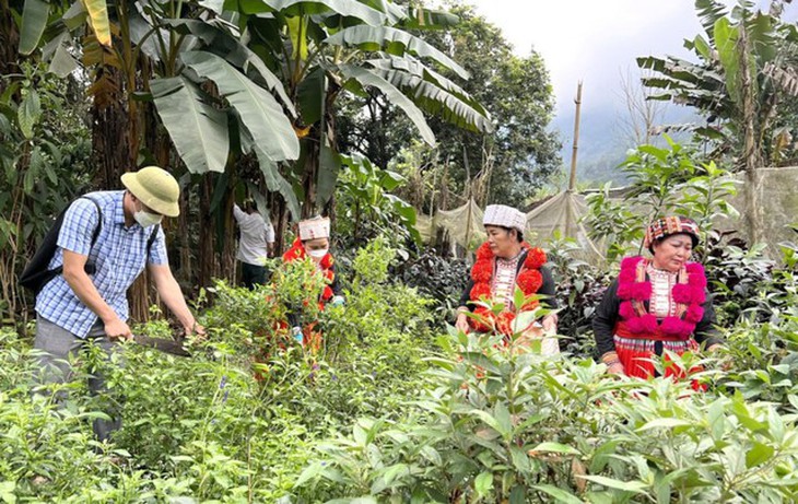 Bộ Y tế hướng dẫn triển khai nội dung đầu tư, hỗ trợ phát triển vùng trồng dược liệu quý - Ảnh 1. Bộ Y tế hướng dẫn triển khai nội dung đầu tư, hỗ trợ phát triển vùng trồng dược liệu quý - Ảnh 1.