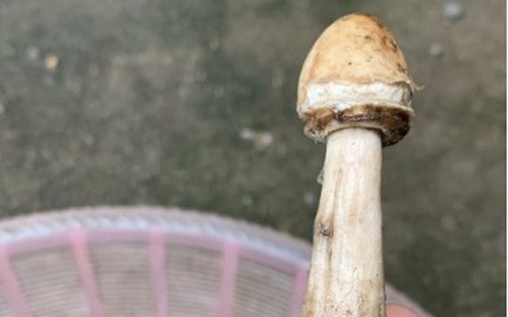 Nguy hiểm khi ăn nấm mọc dại - Ảnh 2. Nguy hiểm khi ăn nấm mọc dại - Ảnh 2.