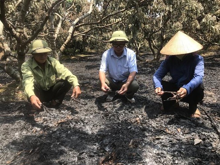 Hải Dương: Cháy vườn vải ở huyện Thanh Hà gây thiệt hại lớn - Ảnh 2. Hải Dương: Cháy vườn vải ở huyện Thanh Hà gây thiệt hại lớn - Ảnh 2.