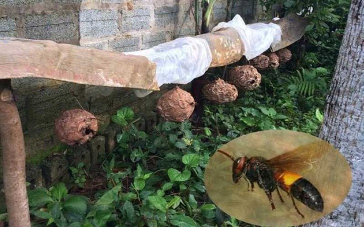 Nhiều ca cấp cứu vì ong đốt hàng trăm nốt, bác sĩ chỉ cách xử lý đúng - Ảnh 2.