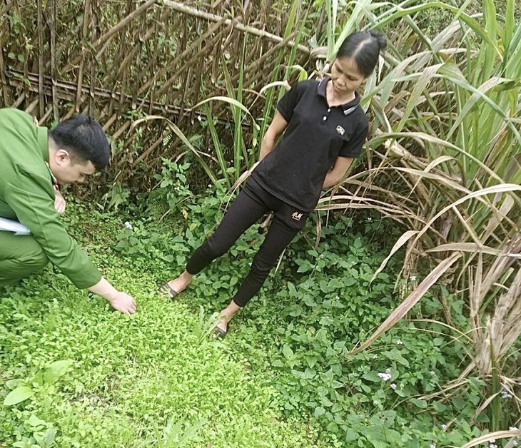 Phá nhổ gần 1.000 cây thuốc phiện trồng trong vườn nhà dân- Ảnh 2.