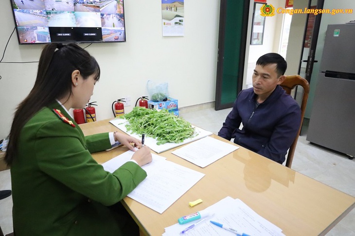 Phá nhổ gần 1.000 cây thuốc phiện trồng trong vườn nhà dân- Ảnh 1.