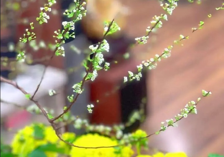Cách cắm hoa tuyết mai nở bung đúng 3 ngày Tết Nguyên đán- Ảnh 5.